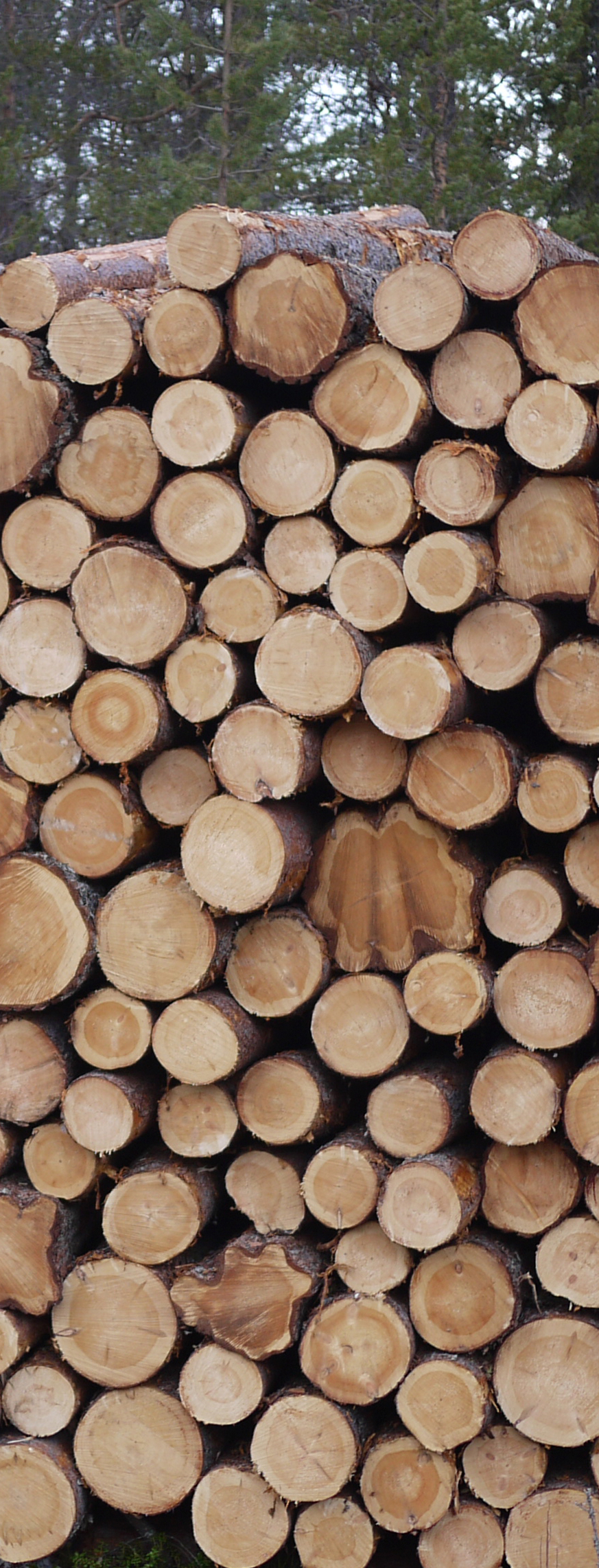 logsfsd