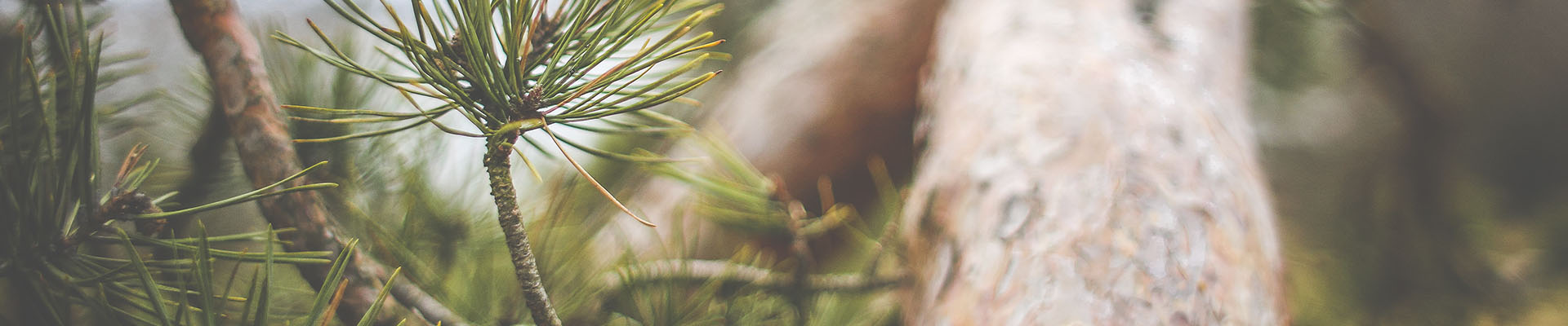 Header proyectos especiales rama