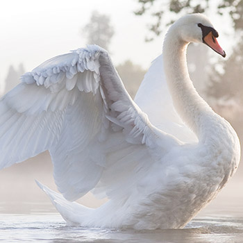 cisne-libertad